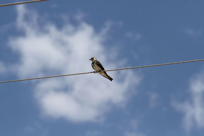 Low angle view of bird perching on cable against sky