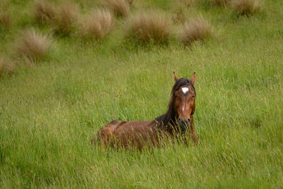 Brown dog lying on land