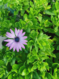 Close-up of purple flower