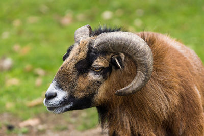Close-up of a ram on field