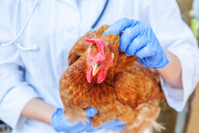 Midsection of woman holding chicken