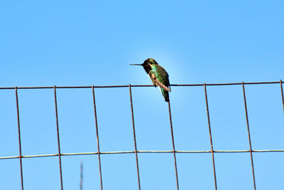 bird