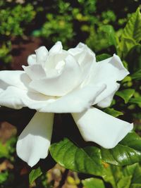 Close-up of white rose blooming outdoors