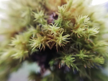 Close-up of flowering plant