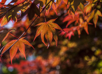 Close-up of maple leaves on branch