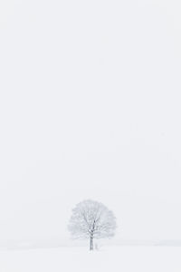 Bare trees on snow covered field