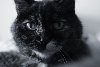 Close-up of cat