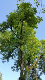 Low angle view of trees against clear sky