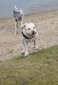 Portrait of dog