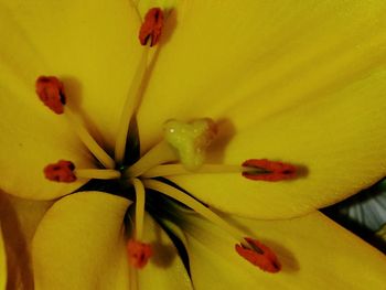 Close-up of yellow lily blooming outdoors