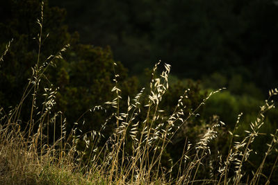 Plants growing on field