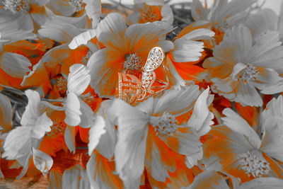 Full frame shot of white flowering plants