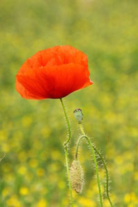 Close-up of poppy blooming outdoors