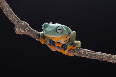 Close-up of frog on branch