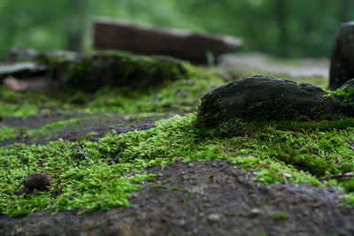 Close-up of fresh green grass