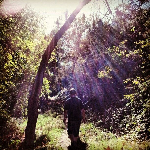 tree, lifestyles, rear view, forest, leisure activity, standing, full length, growth, tranquility, nature, casual clothing, men, three quarter length, tranquil scene, sunlight, person, day, beauty in nature