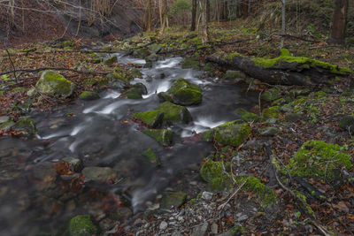 Stream flowing through rocks in forest