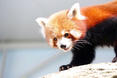 Close-up of baby red panda