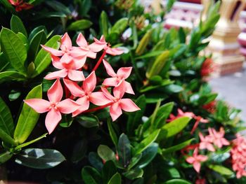 Close-up of pink flowering plants