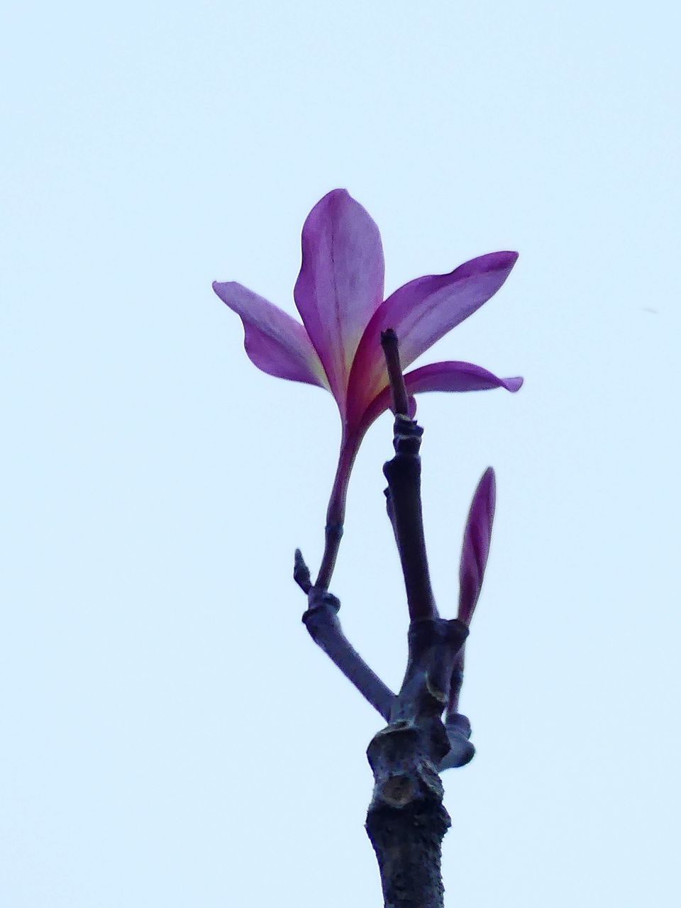 CLOSE-UP OF FLOWER AGAINST CLEAR SKY