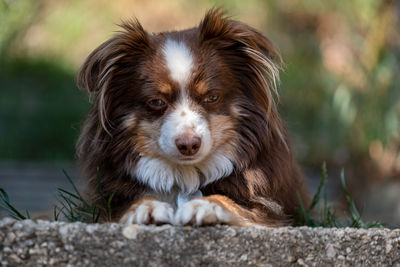 Close-up portrait of dog