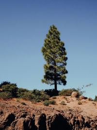 Trees on landscape against clear blue sky