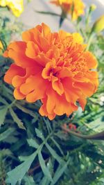 Close-up of orange flower