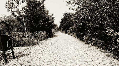 Narrow walkway along trees