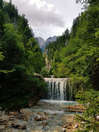 Stream flowing amidst trees in forest, waterfall, nature.