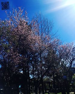 Low angle view of bare trees against sky