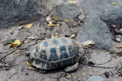 High angle view of shell on land
