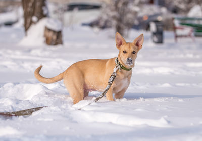 Dogs on snow covered field