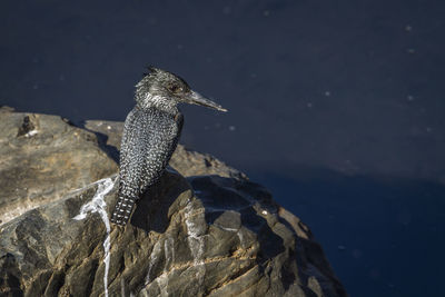 Close-up of turtle on rock by sea