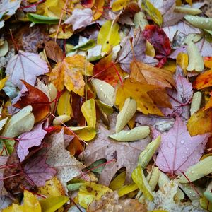 Full frame shot of maple leaves