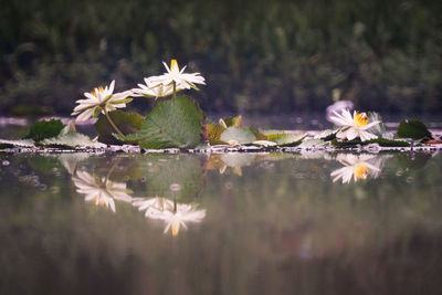 Close-up of flowering plants in lake