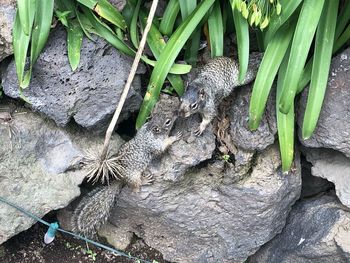 High angle view of snake on tree trunk