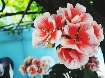 Close-up of pink cherry blossom