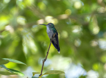 Bird flying in a sunlight