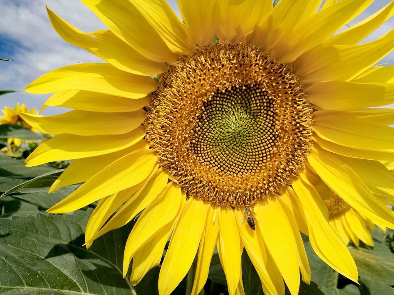 flower, yellow, fragility, petal, nature, beauty in nature, sunflower, flower head, growth, freshness, close-up, no people, plant, pollen, outdoors, day, blooming