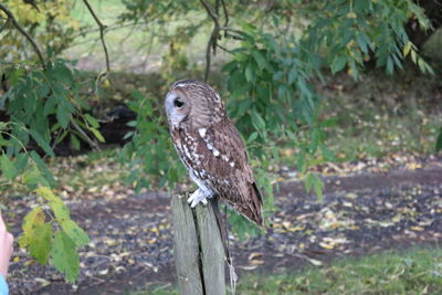 Close-up of bird perching on branch