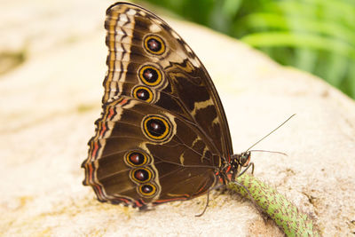 Blue morpho butterfly with closed wings eating from a flower. no people