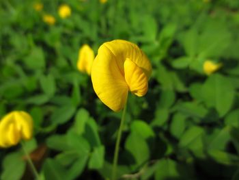 Close-up of yellow flower blooming outdoors