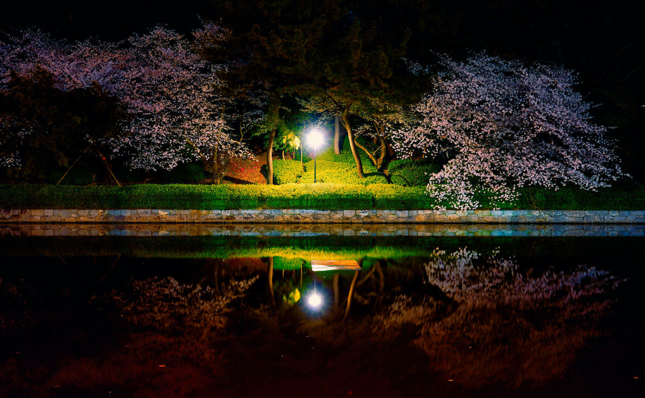 night, reflection, plant, tree, light, water, landscape lighting, illuminated, darkness, nature, flower, no people, lake, evening, beauty in nature, lighting, tranquility, growth, outdoors, park, park - man made space, leaf, branch, tranquil scene