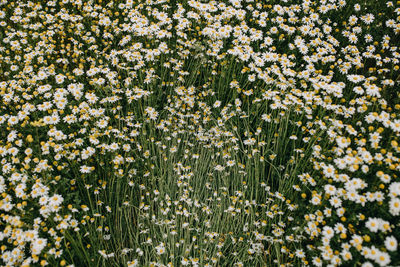 High angle view of white flowering plants on field