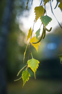 Close-up of leaves on plant during autumn