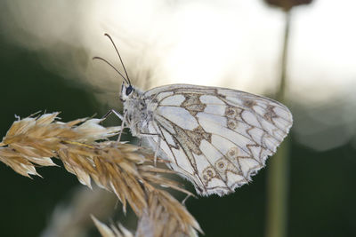 Close-up of butterfly on flower