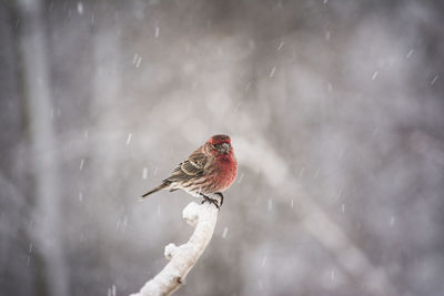 Close-up of bird perching on branch