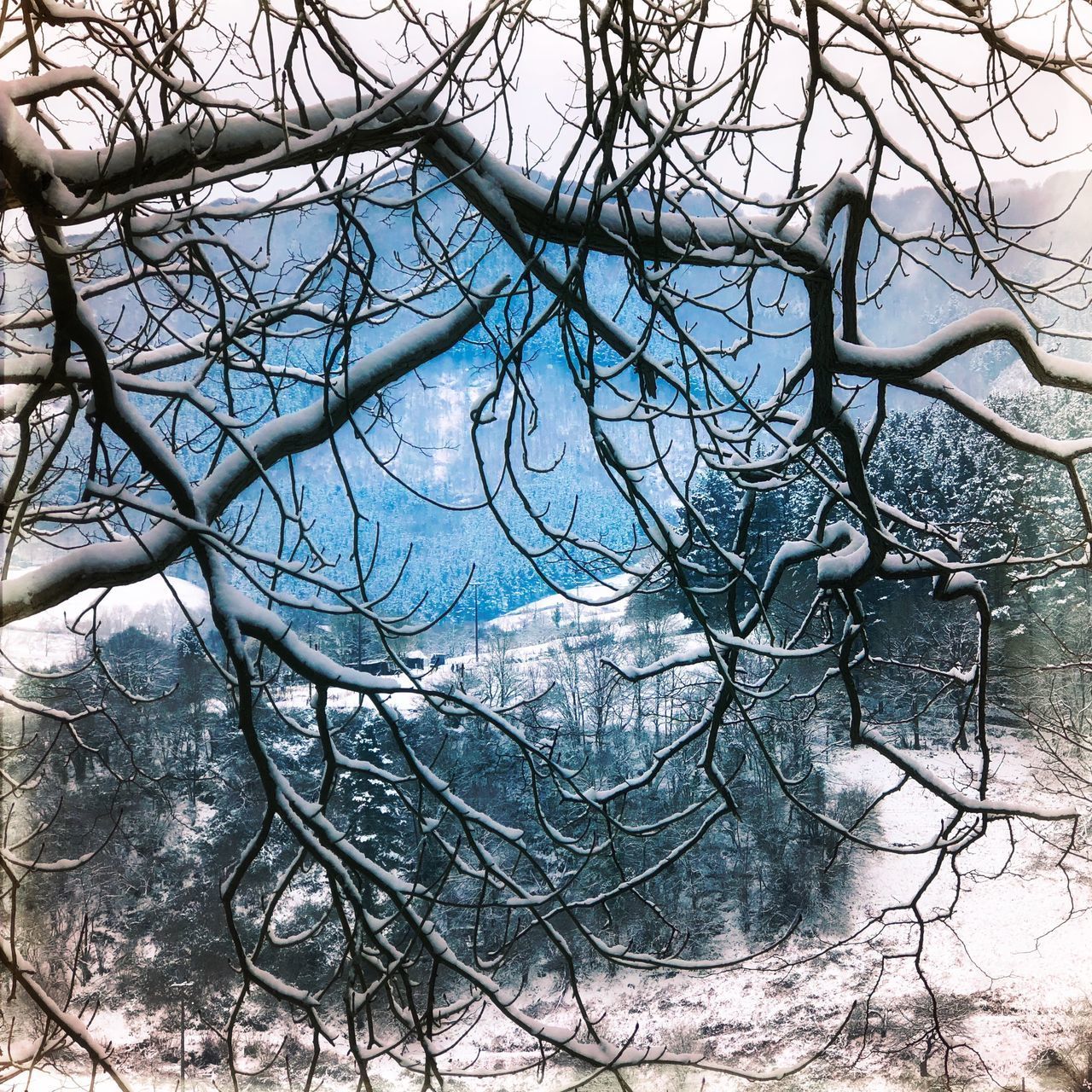 BARE TREE IN SNOW