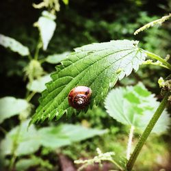 Close-up of ladybug on leaf