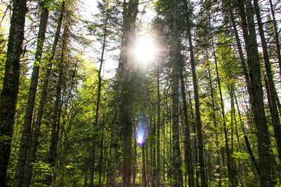 Low angle view of sun shining through trees